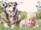 Introducing Your Baby to Your Pet