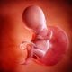 3d rendered medically accurate illustration of a fetus week 15