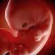 medical accurate 3d illustration of a fetus week 7